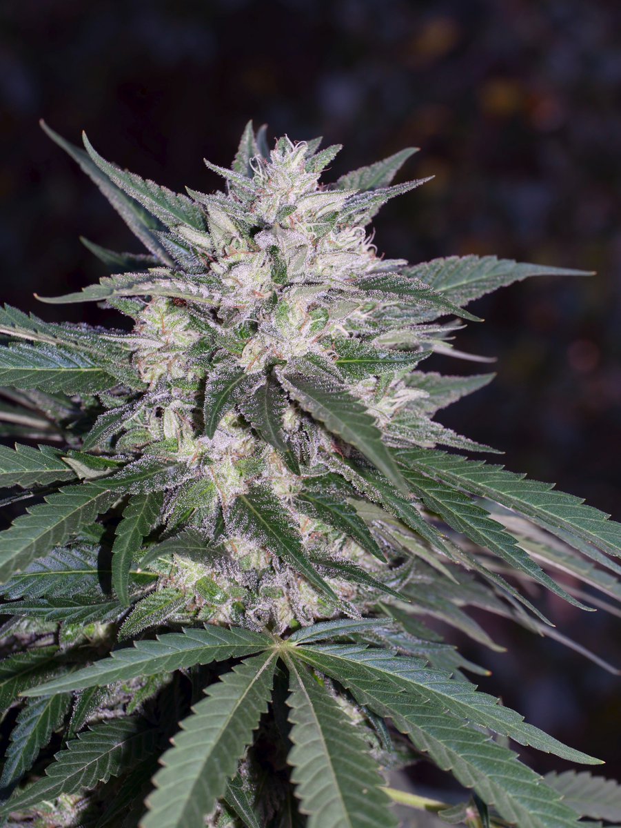 Featured: Headband OG Sour. Huge branches, more vigorous and higher yield than the original clone, and a deep sour lemon and fuel stench.