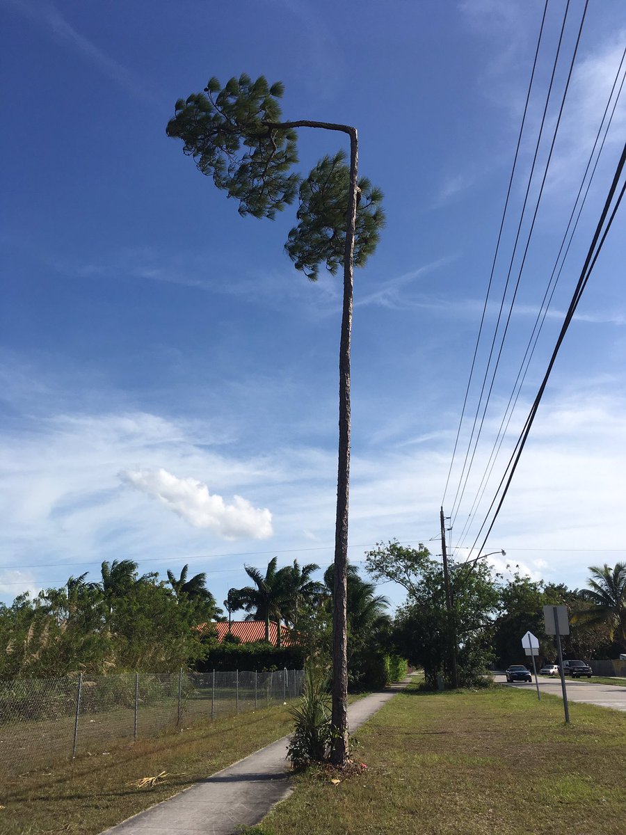chriscoyier's tweet photo. Think you can't change direction when you're older? Tell that to this tree in my neighborhood. https://t.co/lV1UbgG7wc
