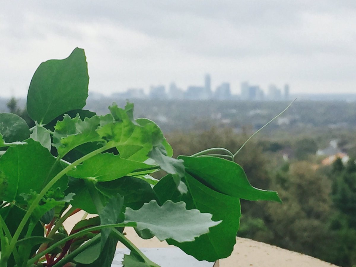 Hey there, Austin! The plants are ready for <a href="/SXSWedu/">SXSW EDU</a>. Are you?