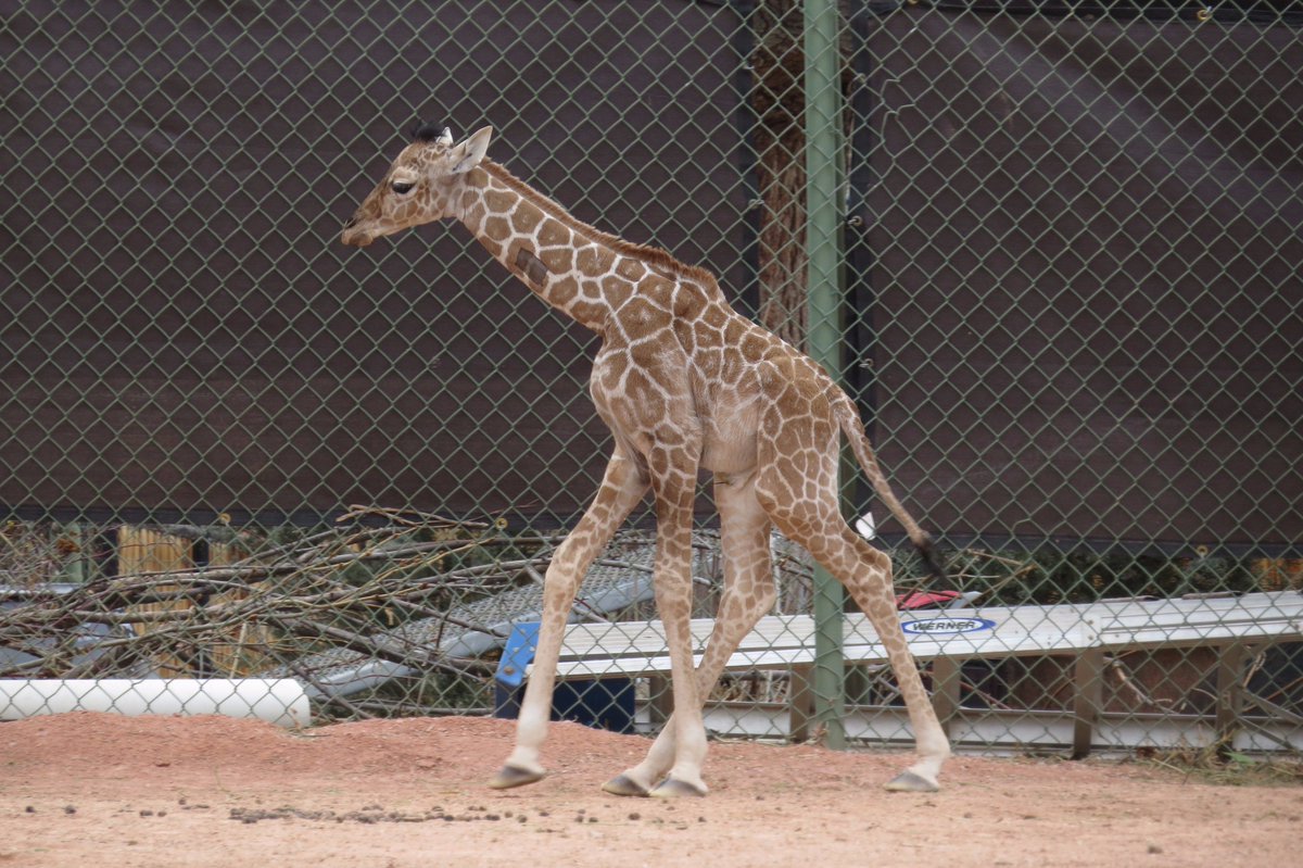 DenverZoo tweet picture