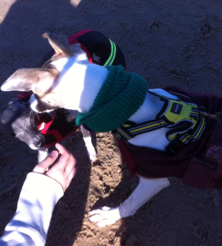 PomPomWhippet's tweet image. Looka wot mum finds on fone  @casalindi @LurcherSOS Ruby Whippy an&apos; teeny tiny Iggy, id woz minoot! Nite nite all xx