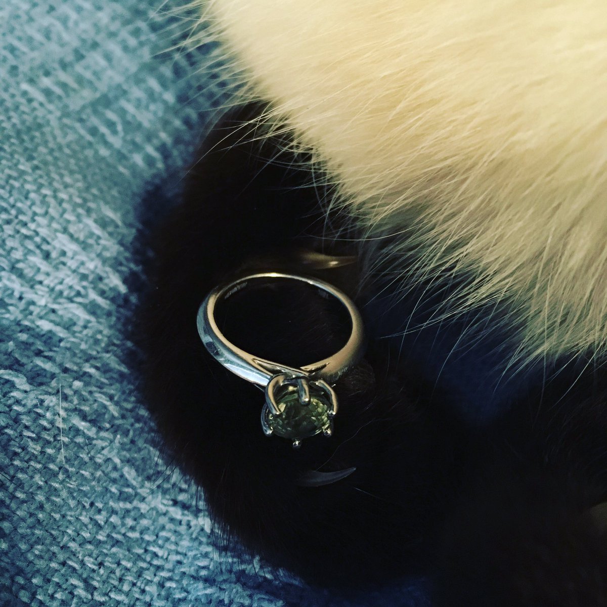 rebeccalarche's tweet photo. My Norman. #randrfairchild2017 #Siamese #EngagementRing https://t.co/obLJQsBbPe
