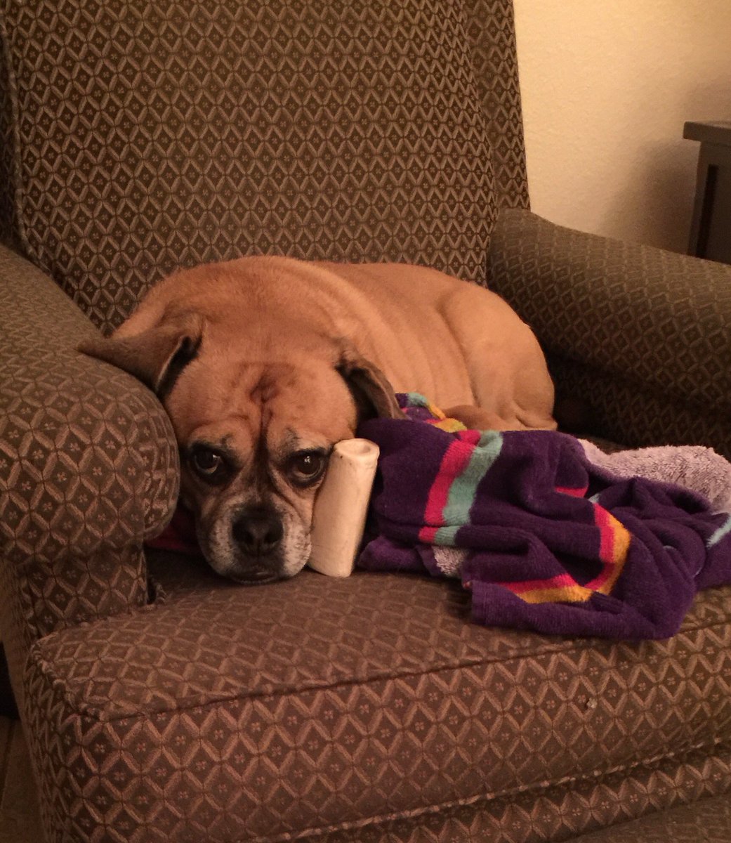 ElliePuggle's tweet photo. NO ONE is taking my bone. #puggle #bonehog #itisallmine #dogs #iloveher #sheisbeautiful #sheisabrat #elliepuggle #sleeptime https://t.co/DE2A2JC1DX