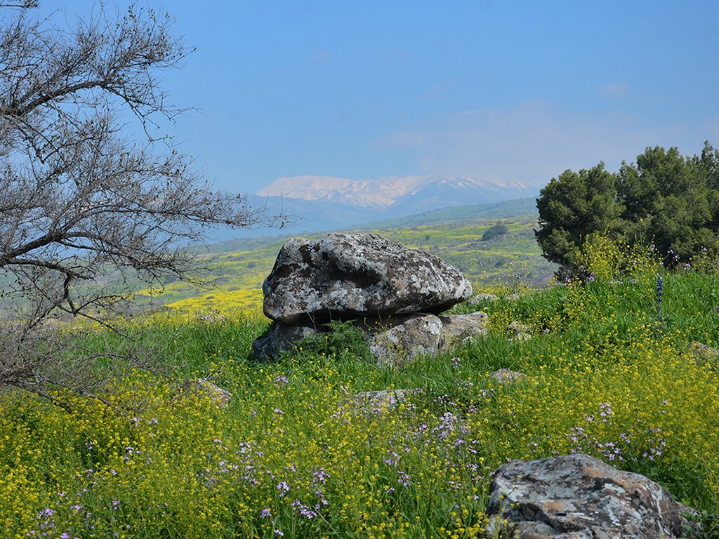 jenkinstours's tweet image. Amazing domen field in Golan Heights of Israel. IAA report and photos. wp.me/p1zOp-4u6