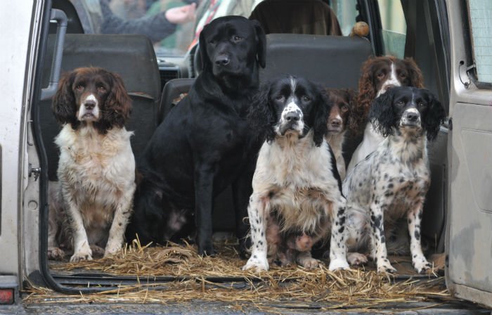 JustGundogs's tweet photo. How many of these are you guilty of? #gundog #training #dogtraining https://t.co/Y3mMY204WF https://t.co/np1gcX7i2p