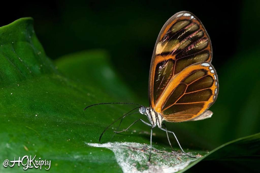 KripsyPhotoM's tweet photo. Inserte alguna frase inspiradora aquí! 🦋😍 #maquiposa #butterfly #macro #macrofoto #macrowo… https://t.co/BP1KwKcO5N https://t.co/02RtdbHPQR