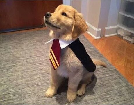 Hogwartssite's tweet photo. Lo más adorable que verás hoy. https://t.co/zNnIRWEpkW