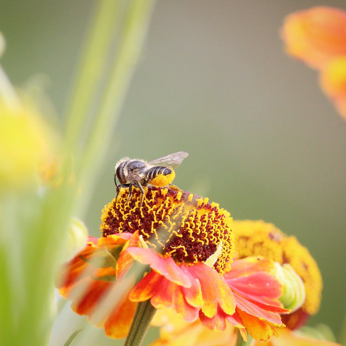 Did you know... there is a family of bees (Megachilidae) that carries pollen under their abdomen rather than on their legs? #knowthebees
