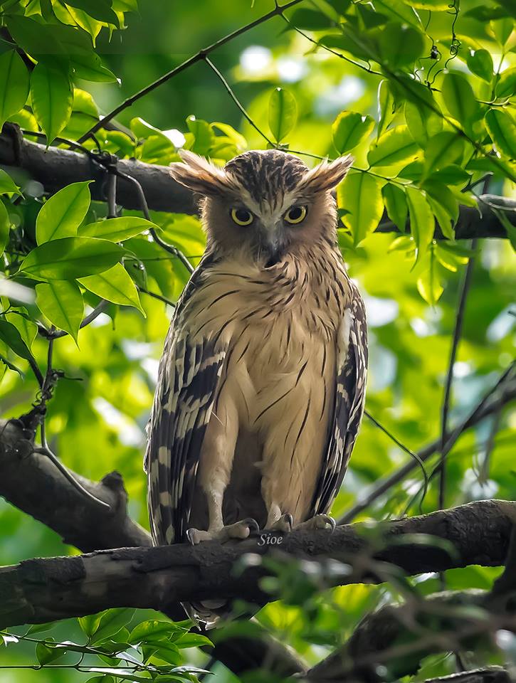 OMSYSTEMcameras's tweet photo. Here’s looking at you, Monday.
(Surjanti Sukmadji, OM-D E-M1 &amp; M.ZUIKO 300mm f4.0 IS PRO) https://t.co/SycjOOUTSI
