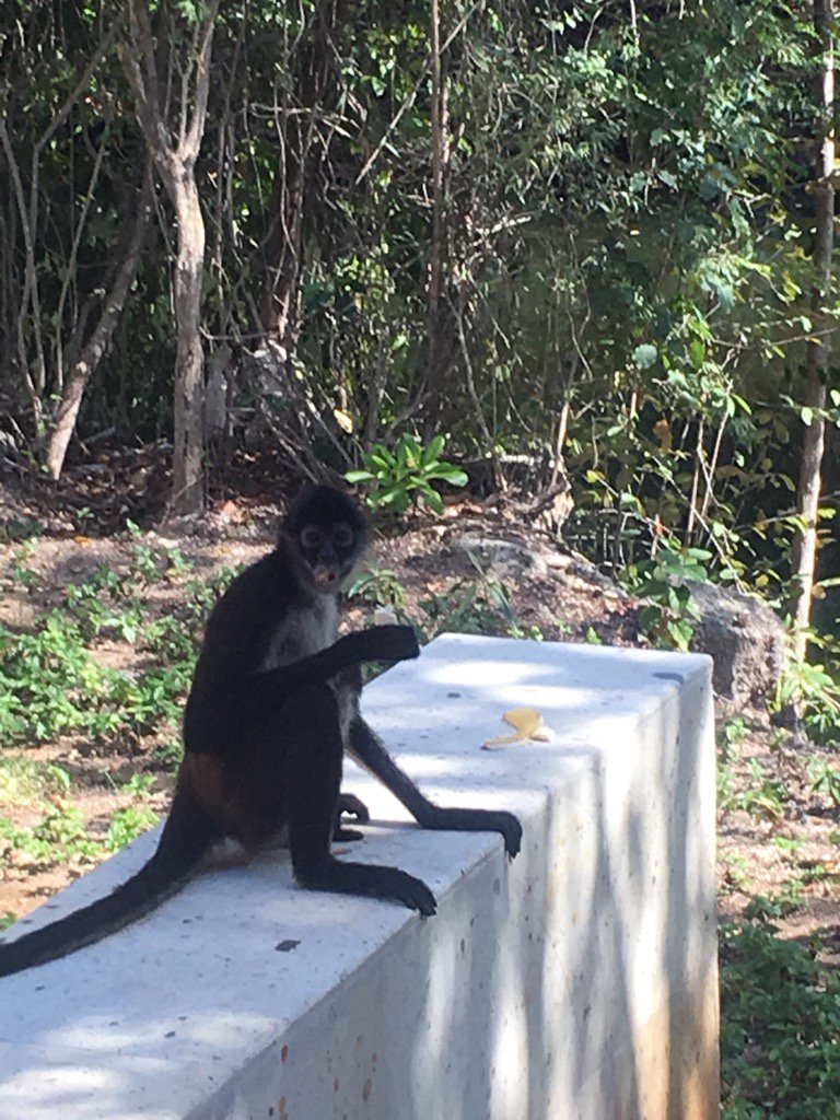 CountryBoyCody5's tweet photo. Take me back to monkeying around😉👍🏻🤠🤠@BT_Mayakoba @crashmyplaya is it January yet??? :) #MonkeyProblems https://t.co/S5luItkru5