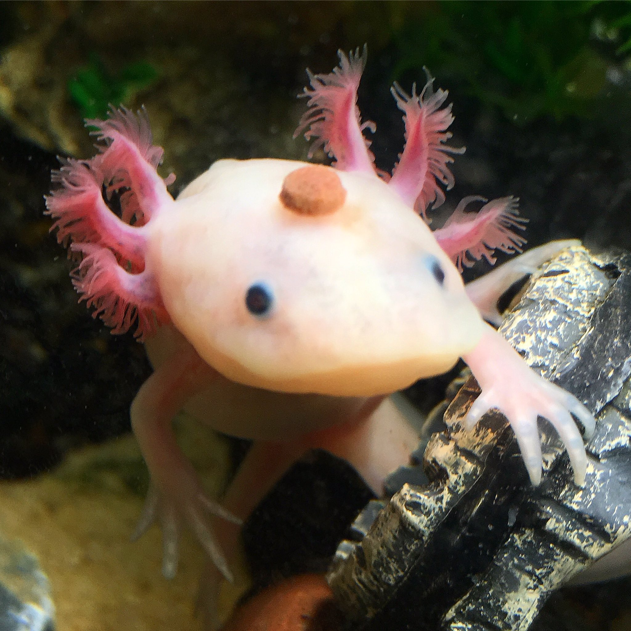 ウルルン 餌が見つからないうぱ ˊ ˋ ウーパールーパー ウルルン Axolotl ウーパー アホロートル 平野ノラ バブル メキシコサラマンダー リューシスティック 可愛い サラマンダー T Co Vu6hl0rkf6 T Co Wvsvwhk6jr ウルルン 餌が見つからないうぱ ˊ ˋ ウーパールーパー ウルルン Axolotl ウーパー アホロートル 平野ノラ バブル メキシコサラマンダー リューシスティック 可愛い サラマンダー T Co Vu6hl0rkf6 T Co Wvsvwhk6jr