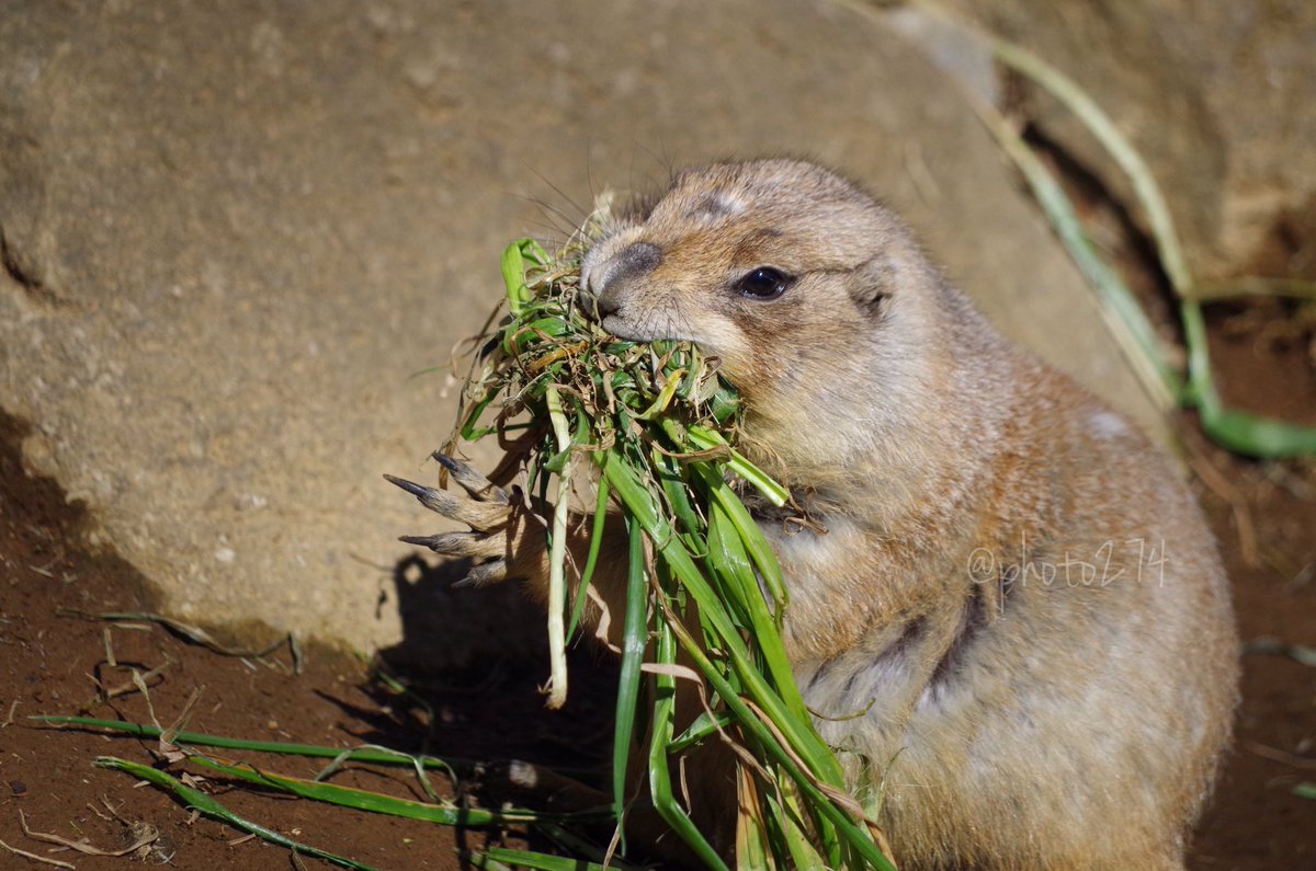 Photo274's tweet photo. .

詰め込み過ぎ😅

#プレーリードッグ #千葉市動物園
#ZOO  #ペンタックス #pentax 
#ふぉと 

. https://t.co/daluE4pwtp