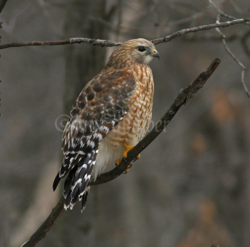 Red-shouldered Hawk in Marquette County Wisconsin on March 5, 2017 windowtowildlife.com/red-shouldered…