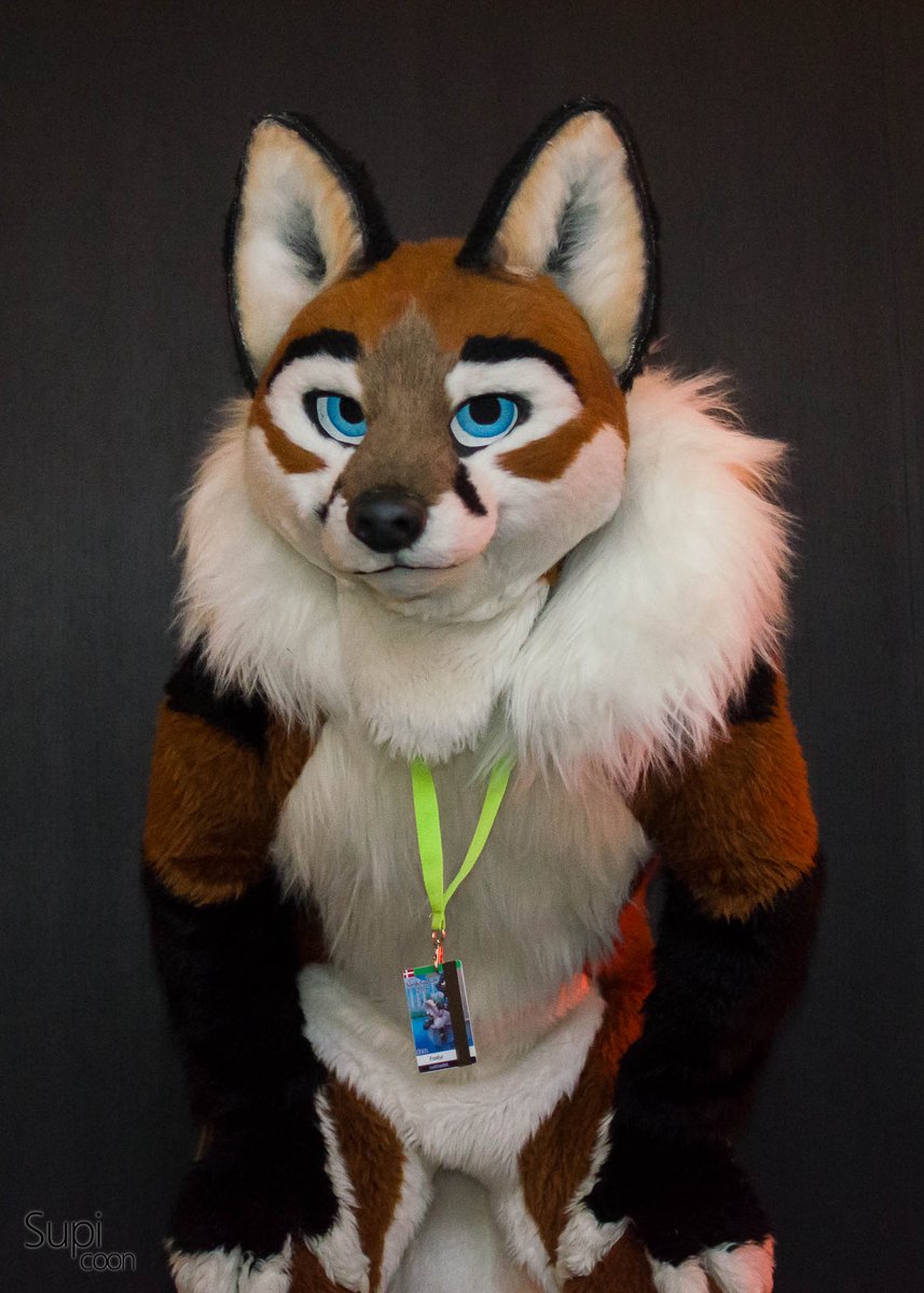 photograccoon's tweet photo. In the meanwhile, here are some fuzzy shots from last year! #NFC2016 @Forfaox @furryfoxfur @silverfox5213 https://t.co/PAdWclNr7p