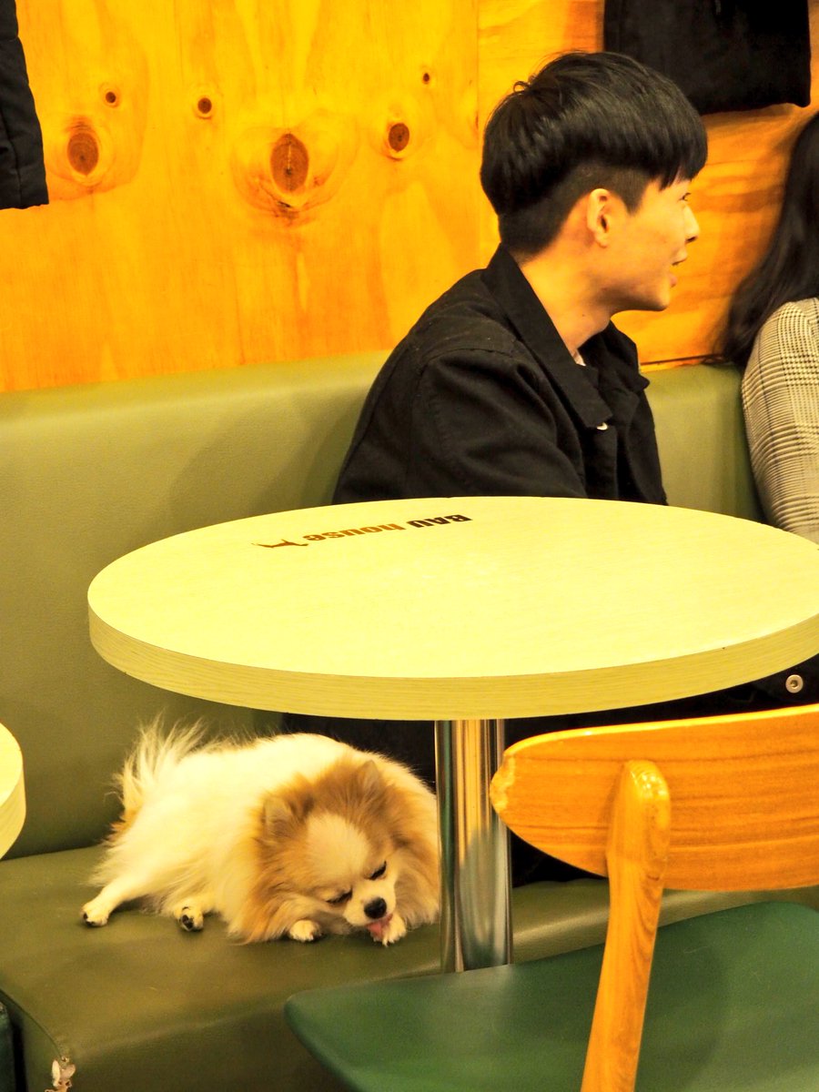 jayneytravels's tweet photo. I'm not much of a cat person but totally down with a dog cafe #baucafe #seoul #dogcafe https://t.co/Y8Wx6taIQw