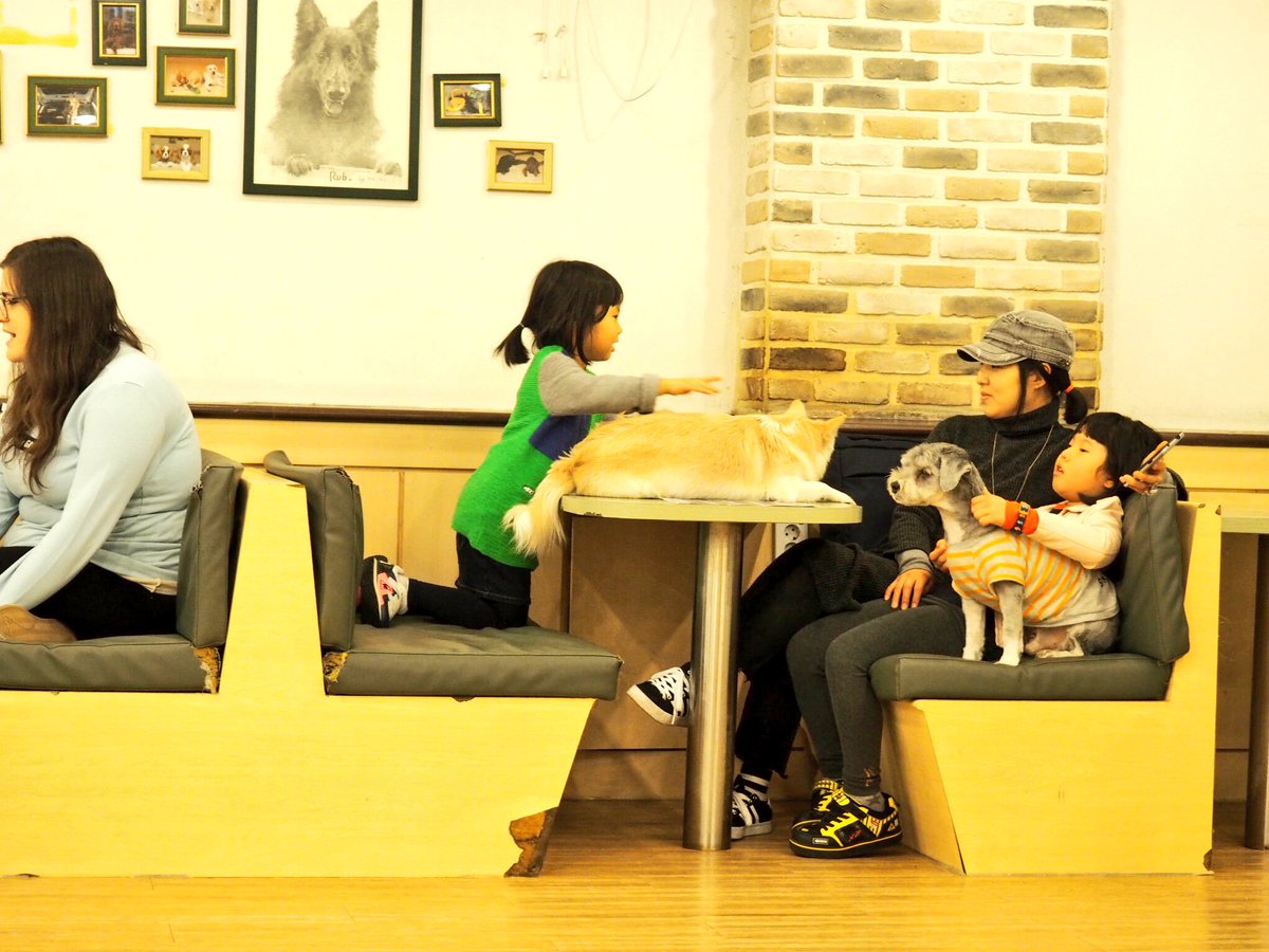 jayneytravels's tweet photo. I'm not much of a cat person but totally down with a dog cafe #baucafe #seoul #dogcafe https://t.co/Y8Wx6taIQw