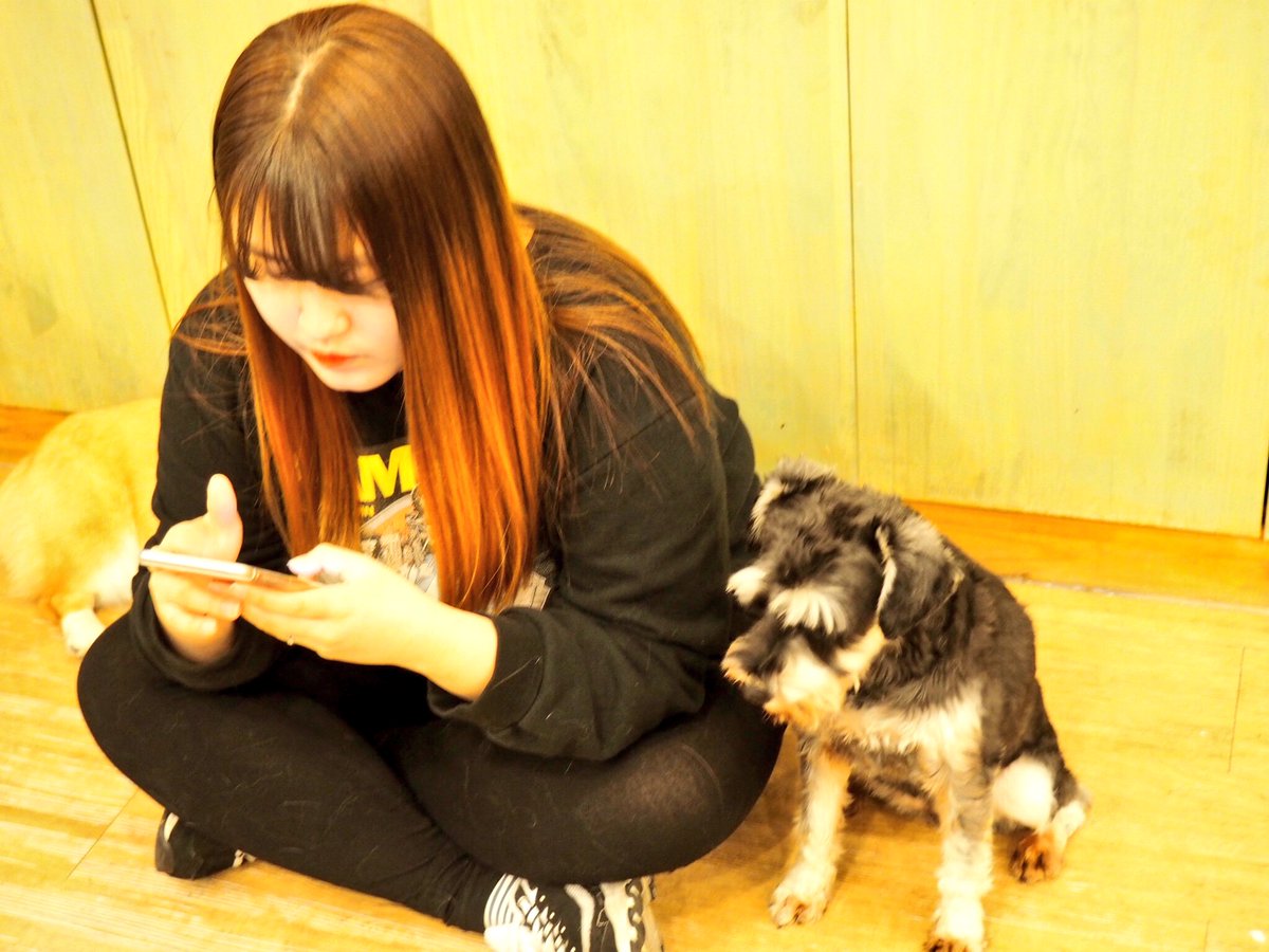 jayneytravels's tweet photo. I'm not much of a cat person but totally down with a dog cafe #baucafe #seoul #dogcafe https://t.co/Y8Wx6taIQw
