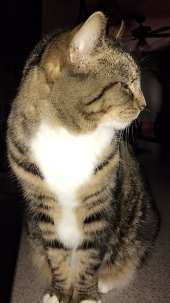 TheDailyKittens's tweet photo. #Kittens Sent in by @linzee0405 https://t.co/sIKtdItwvD