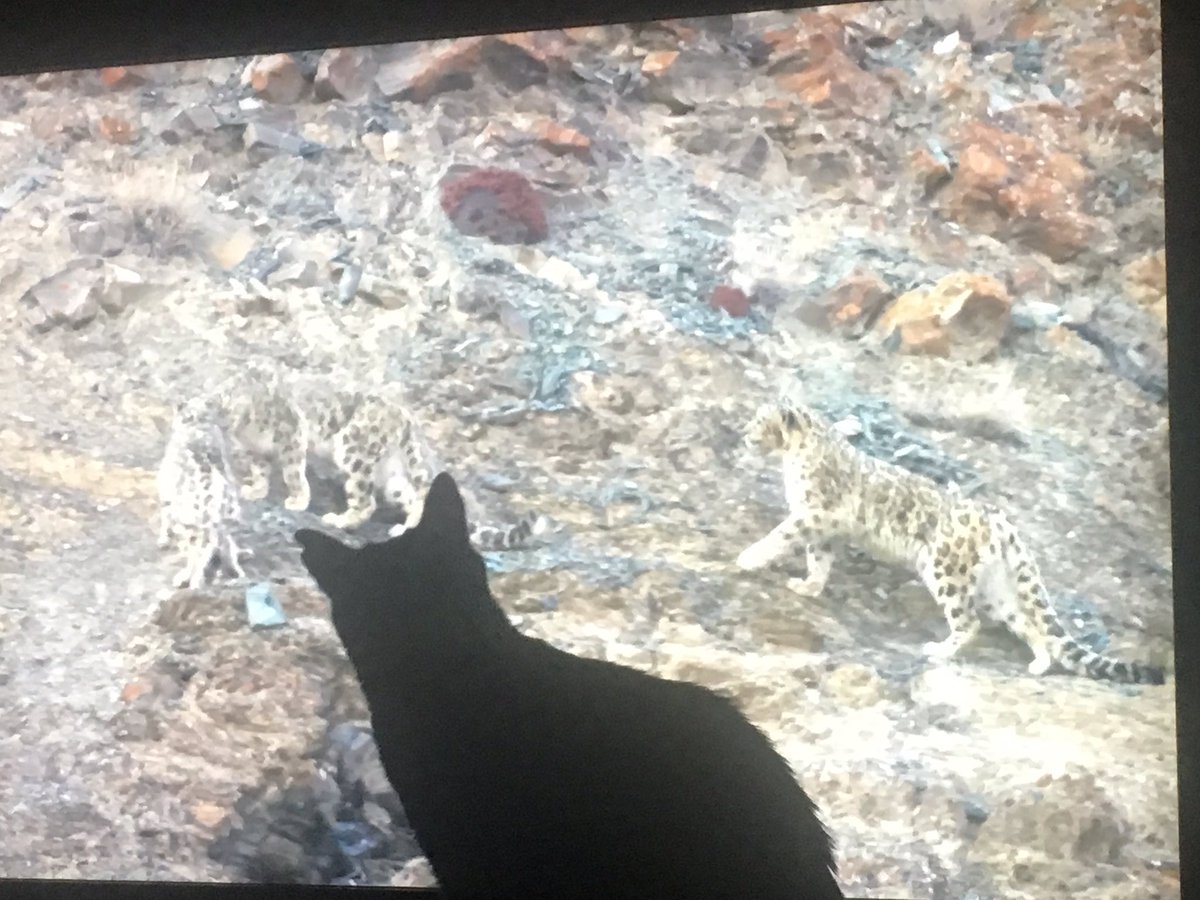 ksimeono's tweet image. Kitini's interest was piqued by the #planetearth2 snow leopard mating scene