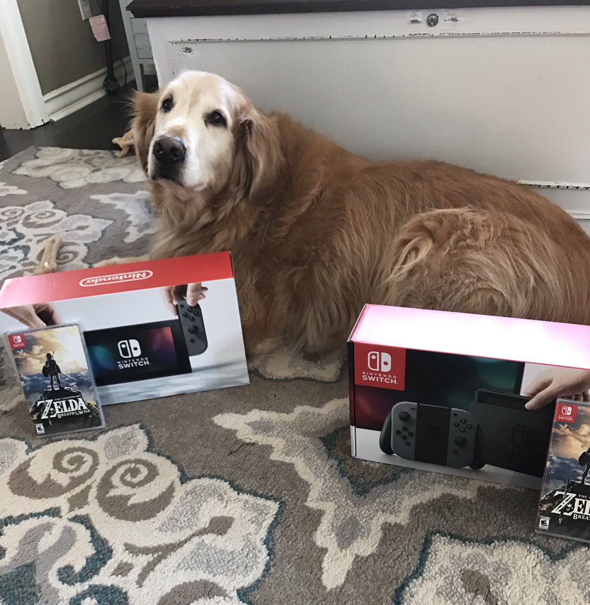 thehoundship's tweet photo. Great afternoon with the wife and dog :) https://t.co/yOBbPVQMLY