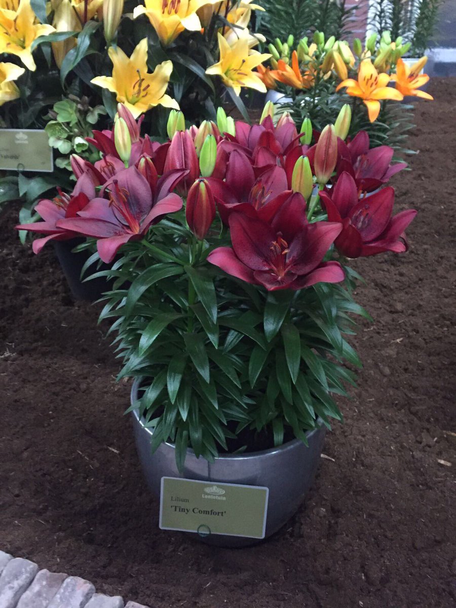 Lily Looks 'Tiny Comfort'