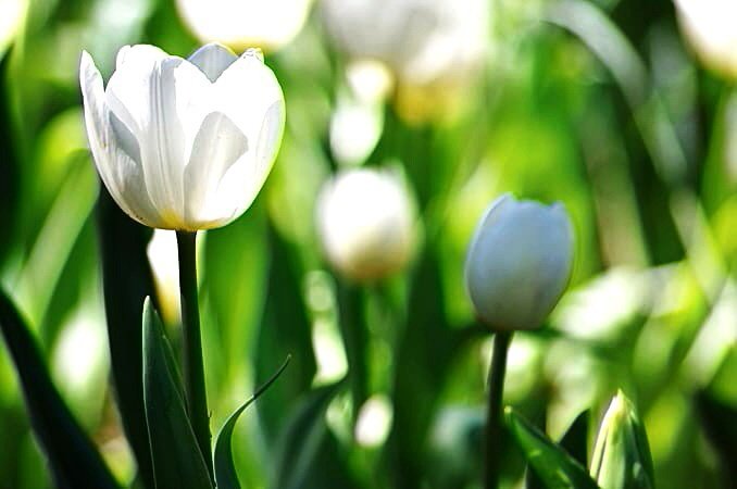 sulenaka's tweet image. Happy new week !!