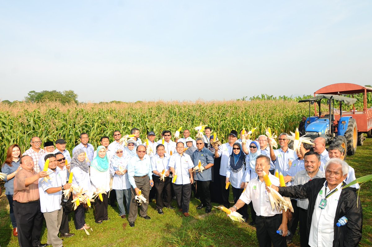 filedaus's tweet photo. lawatan KP @sharifharon  dan ahli JPKM ke ladang Tanaman jagung bijirin untuk makanan ternakan di @MARDItweet  seberang perai
#betterMARDI https://t.co/CX3fSx51Bx