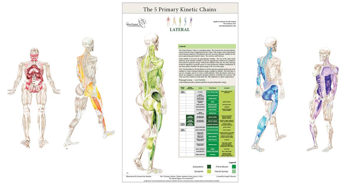 Movement_Mantra's tweet photo. New FAQ sheet helps you understand the 5 Primary Kinetic Chains Anatomy Poster Set!  https://t.co/jg2Ajl1Mtv https://t.co/Sl8OYkQf05