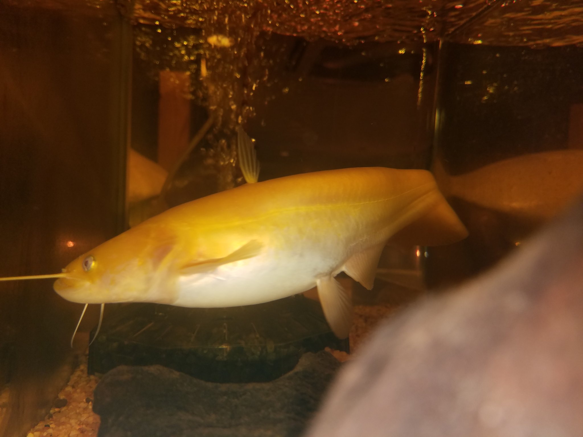 Twitter पर Dizzy Point 爬虫類専門店 ペット魚シリーズ 南方大口ナマズ 確かアルビノだった気がします 電気ウナギ 電気ナマズに続きコチラも ナマズ T Co Ouitgweuwp Twitter पर Dizzy Point 爬虫類専門店 ペット魚シリーズ 南方大口ナマズ 確かアルビノだった気がします 電気ウナギ 電気ナマズに続きコチラも ナマズ T Co Ouitgweuwp