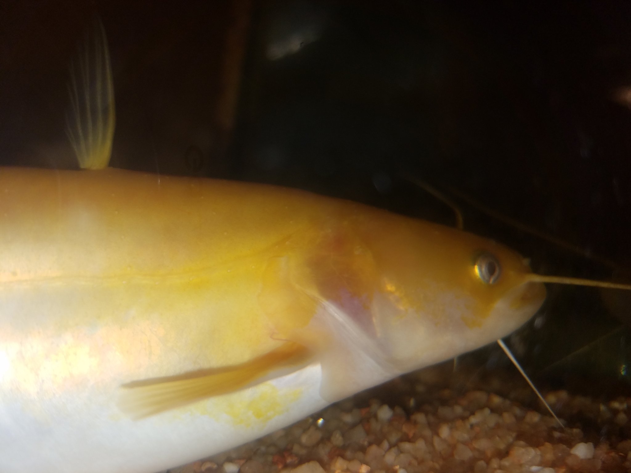 Twitter पर 𝘿𝙞𝙯𝙯𝙮 𝙥𝙤𝙞𝙣𝙩 爬虫類専門店 ペット魚シリーズ 南方大口ナマズ 確かアルビノだった気がします 電気ウナギ 電気ナマズに続きコチラも ナマズ T Co Ouitgweuwp Twitter पर 𝘿𝙞𝙯𝙯𝙮 𝙥𝙤𝙞𝙣𝙩 爬虫類専門店 ペット魚シリーズ 南方大口ナマズ 確かアルビノだった気がします 電気ウナギ 電気ナマズに続きコチラも ナマズ T Co Ouitgweuwp