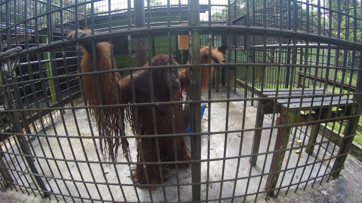 parkert96's tweet image. "Bintulu is Great &amp;amp; Monkey Poop" ::
ParkerLeeThompson.BlogSpot.com