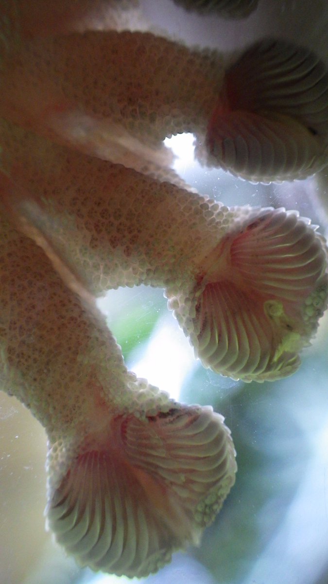 Gekko toes! <a href="/calacademy/">California Academy of Sciences</a>