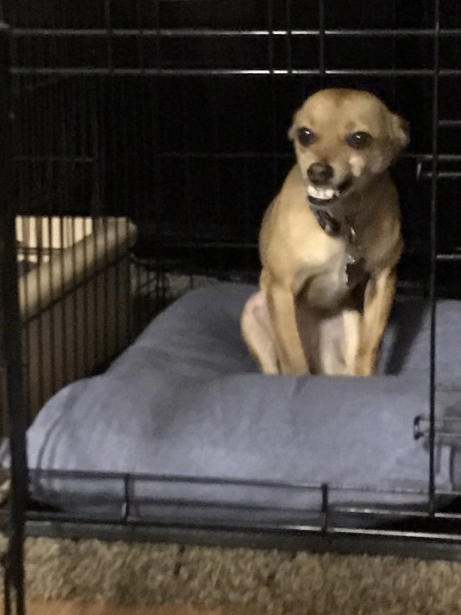 kyliesett's tweet photo. a year ago today my family got our puppy mel b😇🐶 #rescue https://t.co/2SpdofdlsO