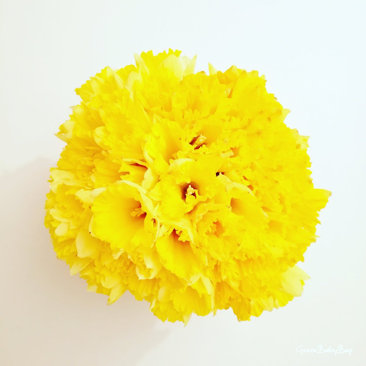 GreenBabyBag's tweet photo. Un #weekend ☁☔ semaine pas meilleure 😟 Petit bouquet plein de ☀ #jonquilles 😊
Bon #lundi ! #mondaymotivation #monday #greenbabybag https://t.co/v35VSf1rLC