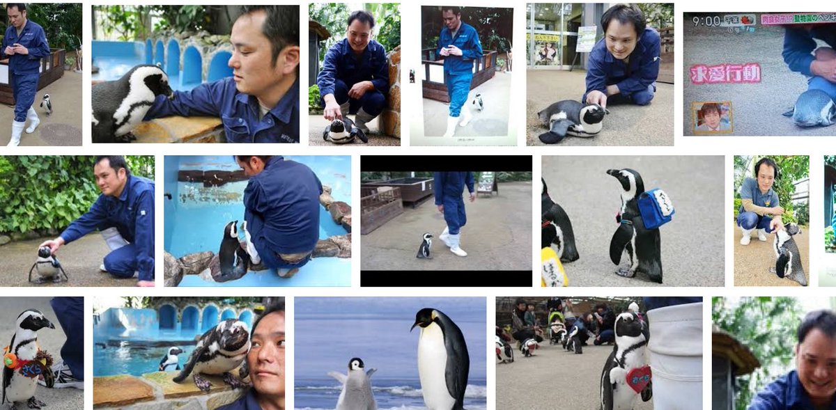職員とペンギンの五角画関係 その恋愛模様がドラマ 奪い愛 冬 みたいだと話題に 野津さんになりたい ペンギンにモテるフレンズか Togetter