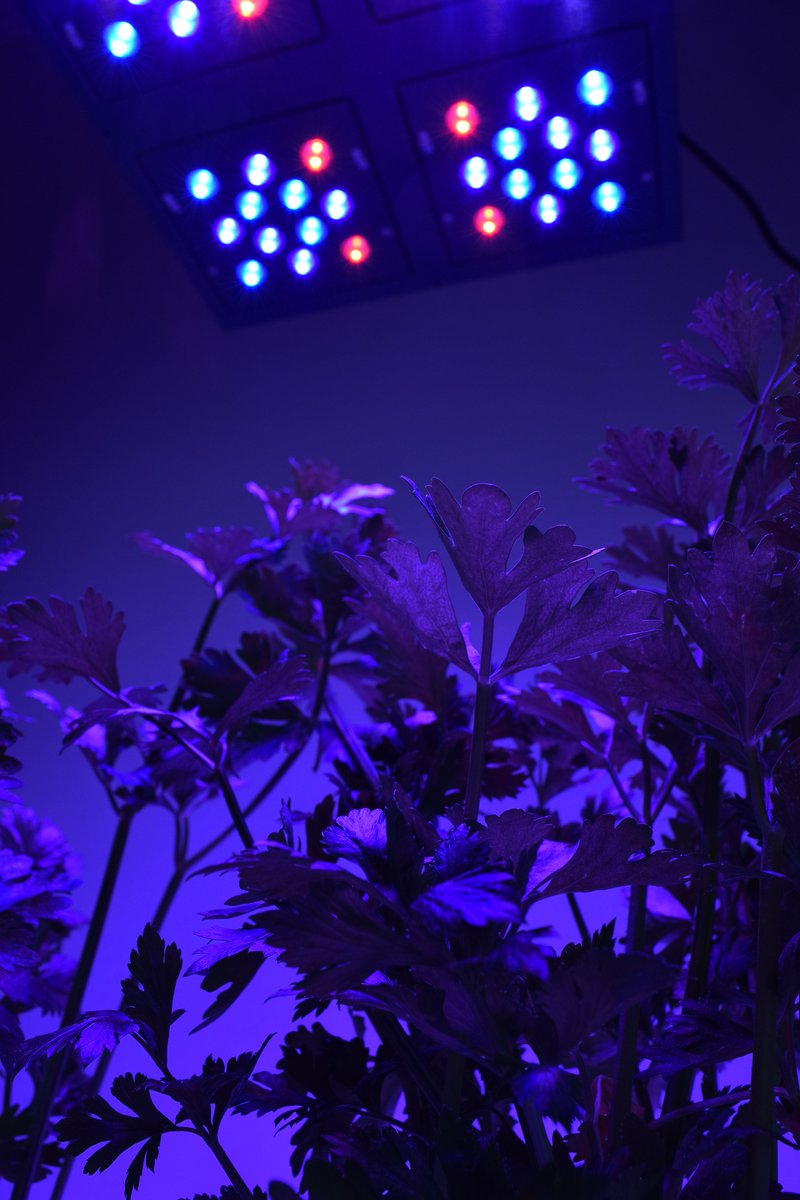 giardindoor's tweet photo. Vegetative Spectrum Phytolite @ https://t.co/T87hypYf2s #grow #led #indoor #giardinaggio https://t.co/V1Wn0OEbBs LED Revolution! https://t.co/0gCnk1ftVL