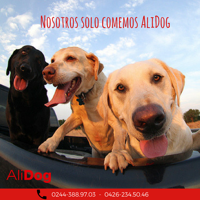 Aba_AliDog's tweet photo. ¡Contáctanos y la satisfacción de tus perritos hablará por sí sola! #ALIDOG https://t.co/RUn9QYhtwU