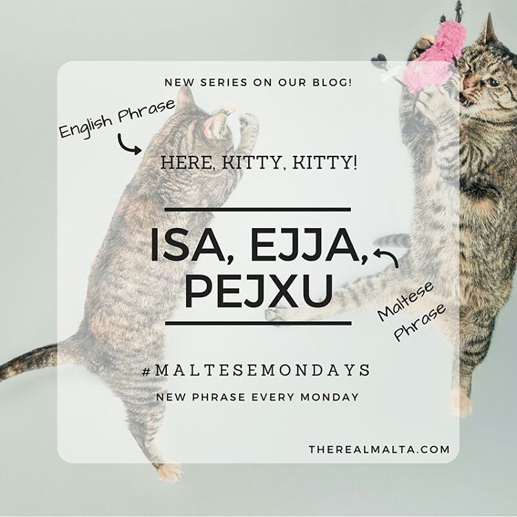 MaltaExpat's tweet photo. When you are so new to the island that you still get excited about every cat you meet on the street. #maltesemondays #malta #language #quote https://t.co/NhO2x8g5bC