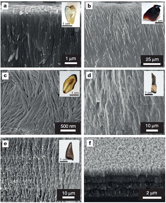 Tooth Structure Nano nm-scale structures in tooth enamel inspire novel nanocomposites ...
