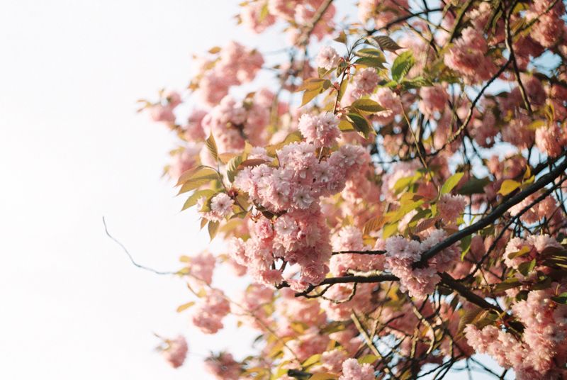 It's #Monday morning but our spirits are high as we've spotted our first glimpse of #spring. Thank you to <a href="/vlboudoir/">Verona Lain</a> for the image. #blossom