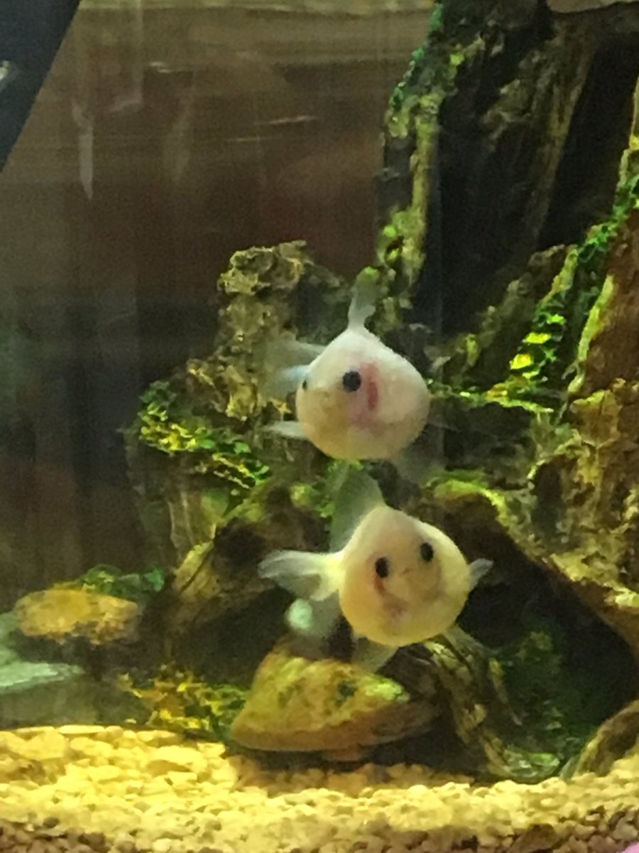 金魚あるある Hashtag V Twitter