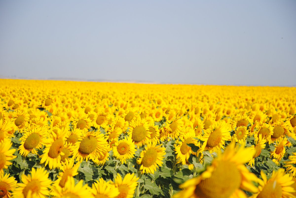 AnoveObtentores's tweet photo. EL GIRASOL EN ESPAÑA,UNA APUESTA FUERTE DE LAS EMPRESAS DE SEMILLAS
https://t.co/NhxUA73r7b https://t.co/yOJK6XMTku
