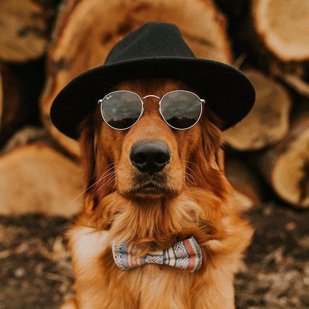 fordogtrainers's tweet image. Stylish dog)))
