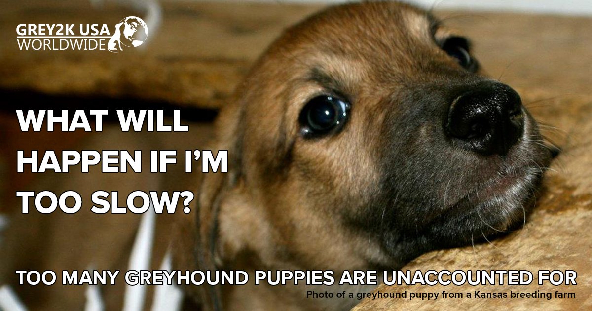 GREY2KUSA's tweet photo. Too many #puppies bred for #dog racing are unaccounted for. Pls RT and pledge to help save #greyhounds https://t.co/jhNcUFMKfV https://t.co/IHgqsdgbEM