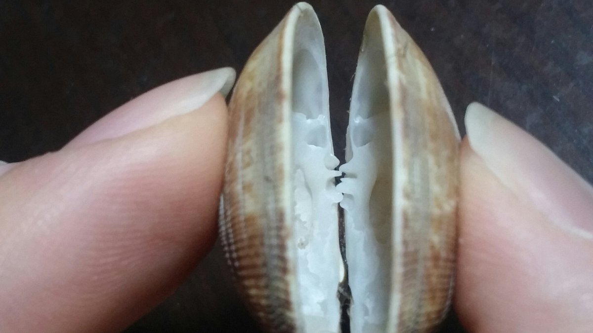 鷲宮ほうき 二枚貝アサリの主歯 Cardinal Teeth または Hinge Teeth 歯状の突起で 二枚の殻が閉じたときに向かい側の主歯と噛み合う仕組みになっており ずれることなく適切に閉じる役割がある 閉じたとき 隙間はできず外界と完全に遮断される特殊な 鷲宮ほうき 二枚貝アサリの主歯 Cardinal Teeth または Hinge Teeth 歯状の突起で 二枚の殻が閉じたときに向かい側の主歯と噛み合う仕組みになっており ずれることなく適切に閉じる役割がある 閉じたとき 隙間はできず外界と完全に遮断される特殊な