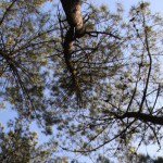 Promotion et rayonnement de la forêt privée : lancement de la Fondation Fransylva dlvr.it/NYD8G4