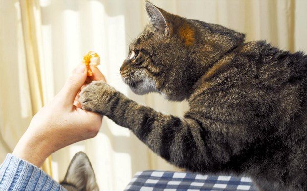 HiLifeCat's tweet photo. #Cats that pester for food could be suffering from a psychological condition - https://t.co/DGM4Nufgiz c/o @Telegraph #petcare https://t.co/c2hODxoxxw