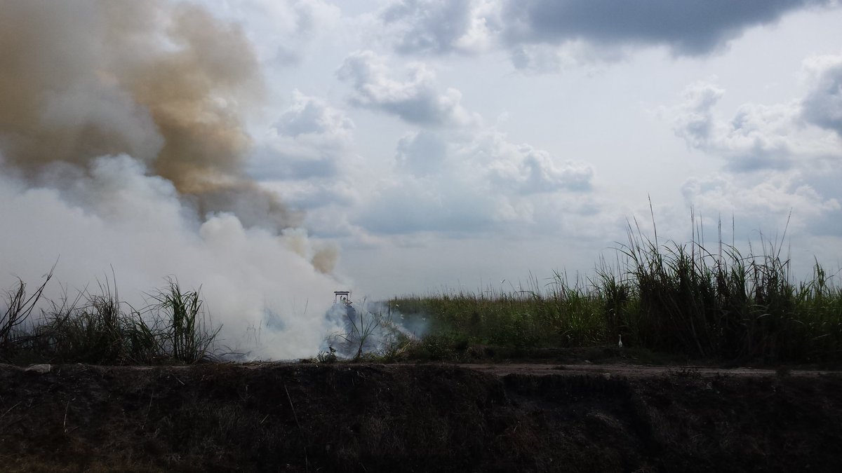 Jonesthejourno's tweet image. Why has @Tesco switched from #British #sugarbeet to imported #cane? Cane fields are burnt before harvest. Carbon footprint just got bigger!