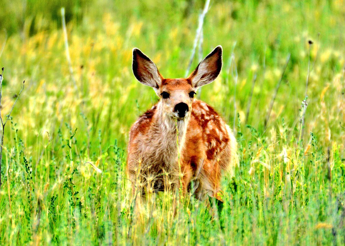77mkc's tweet image. 🌾Songs of peepers is calming ... #WildLife 
"@USFWSNortheast Beginning to hear spring peepers in Northeast! #SignsofSpring #springpeepers"
