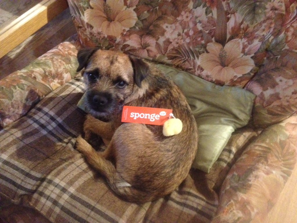 lidiapearce's tweet photo. Buster is getting behind #shareyoursponge to raise money for @EFK_NL @Sponge_UK https://t.co/aHQcIr6W7Z